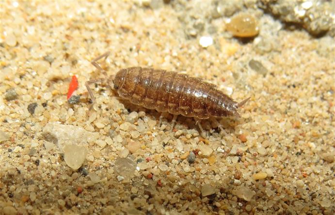 Isopoda ID